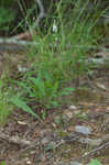 Whorled milkwort